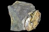 Sphenodiscus Ammonite - South Dakota #110575-2